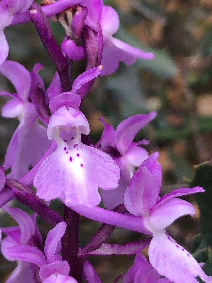 Orchis olbiensis flower