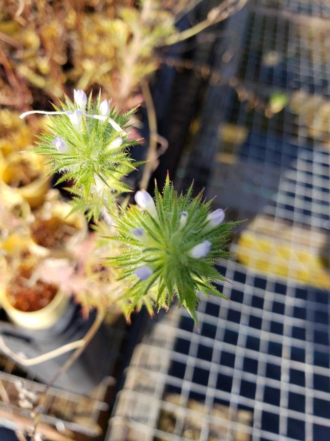 Navarretia squarrosa flower