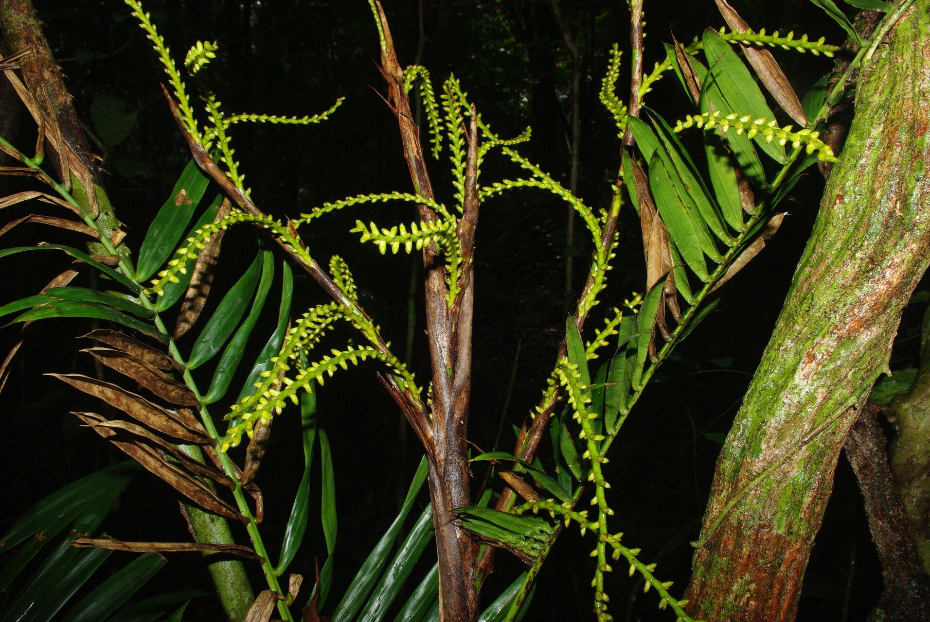 Laccosperma korupense other