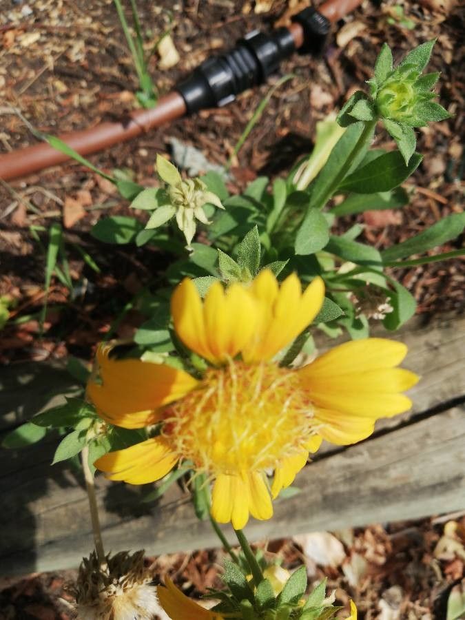 Amblyolepis setigera flower