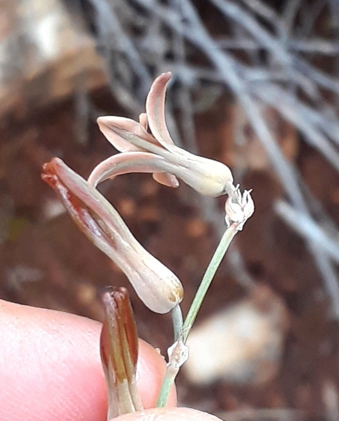 Dipcadi brevifolium flower