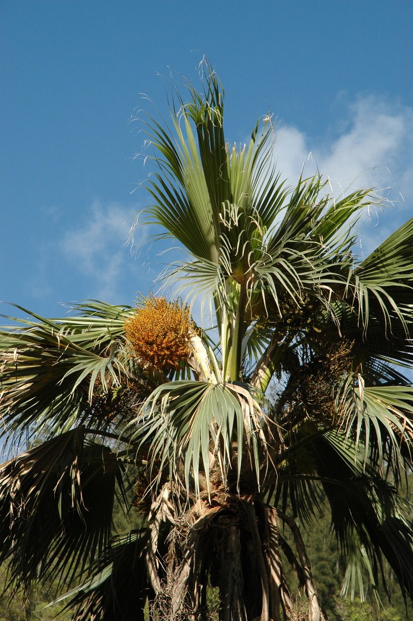 Pritchardia remota flower