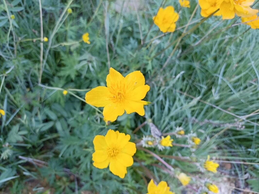 Trollius sibiricus flower