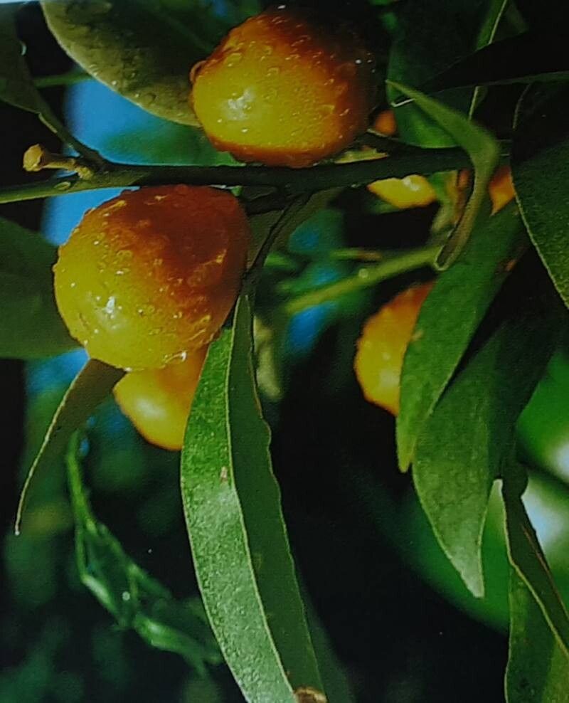 Citrus swinglei — search result for 'Citrus'