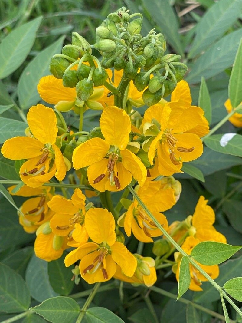 Senna hirsuta flower
