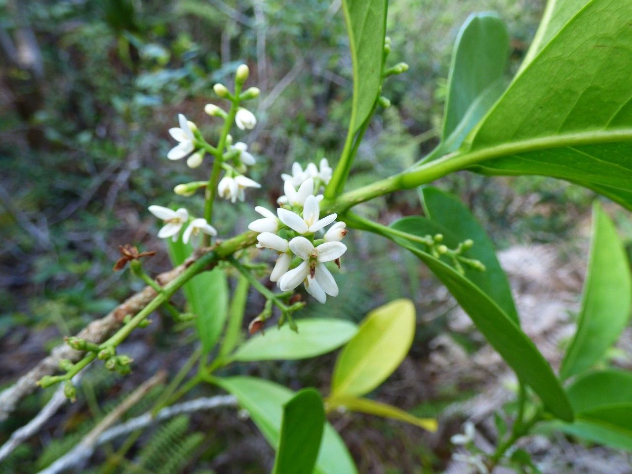 Chionanthus broomeanus flower