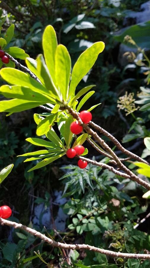 Daphne mezereum leaf