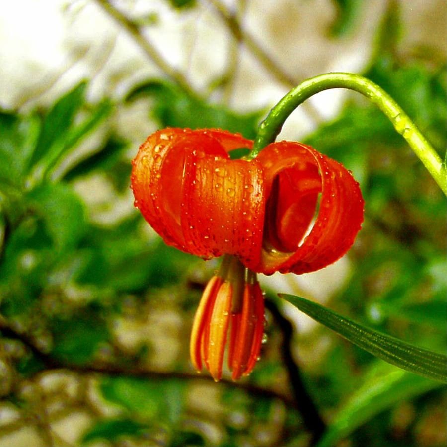 Lilium pardalinum flower