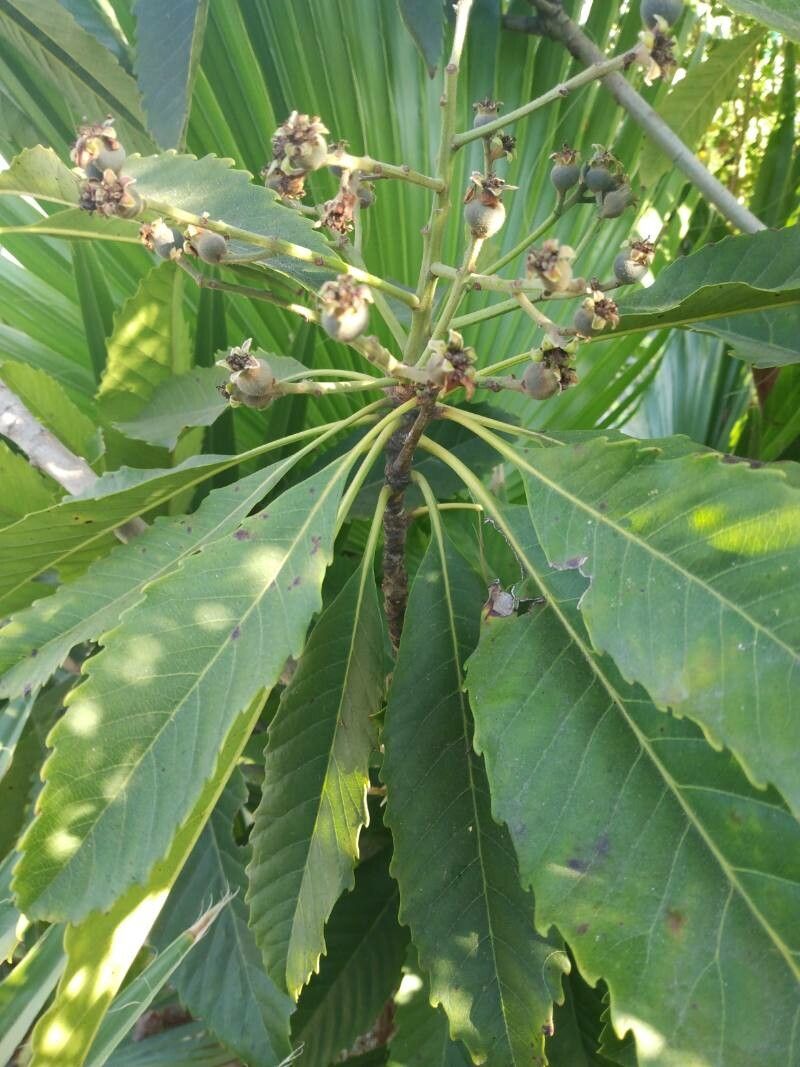 Rhaphiolepis deflexa flower
