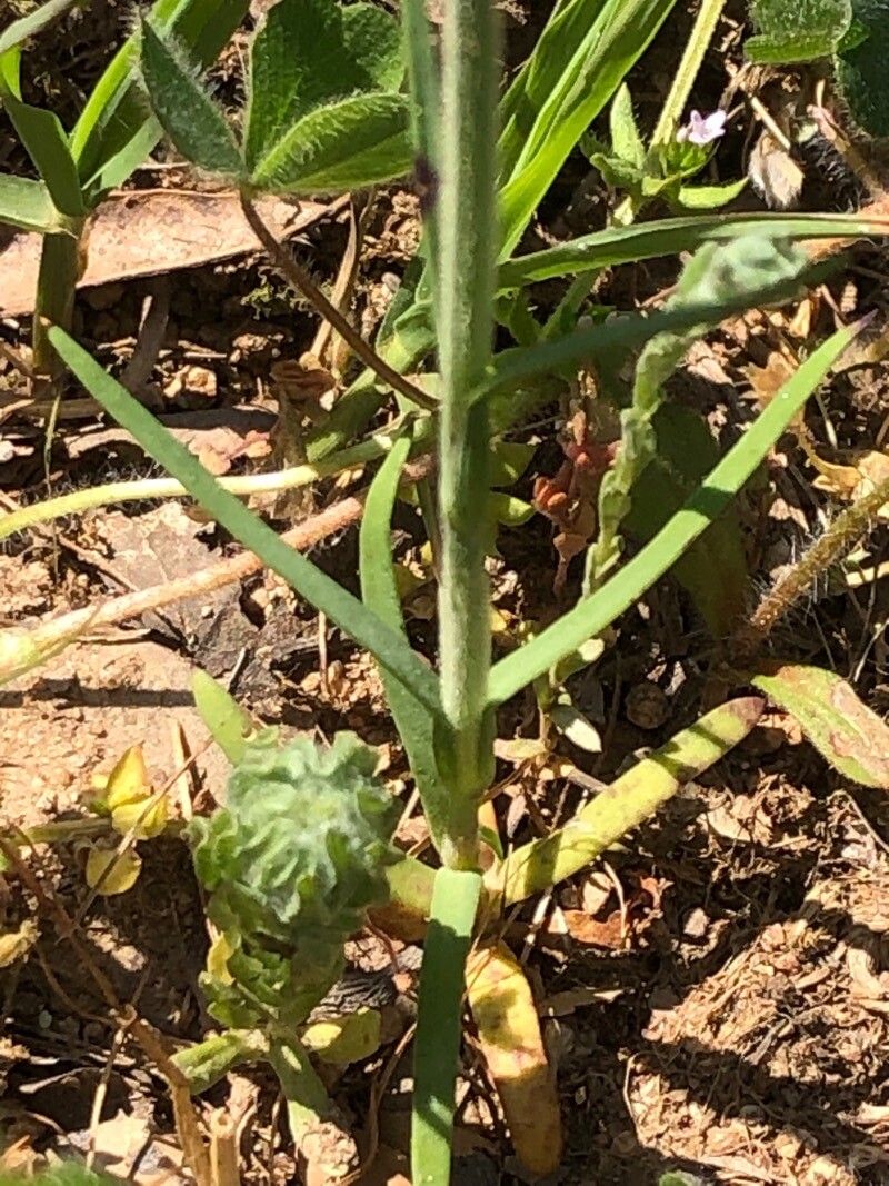 Petrorhagia velutina leaf