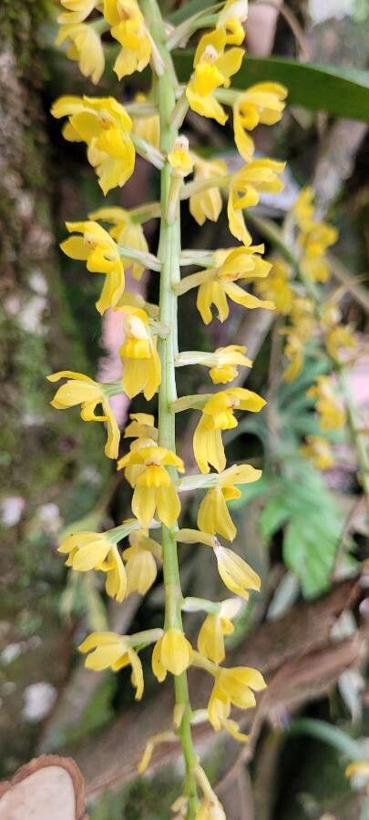 Dendrochilum uncatum flower
