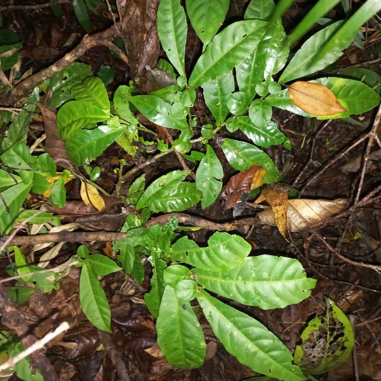Solanum stipulatum — houseplant care guide