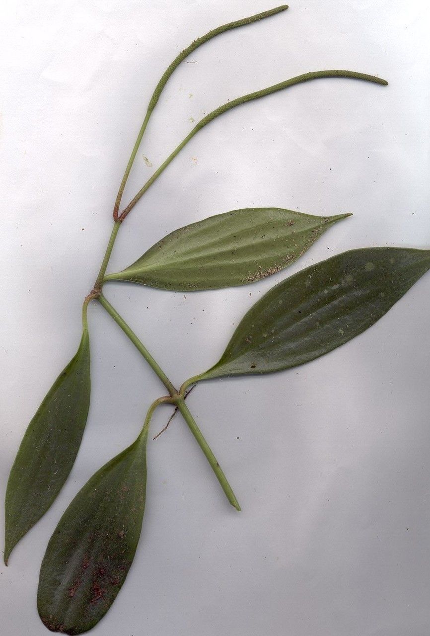 Peperomia vueltasana other