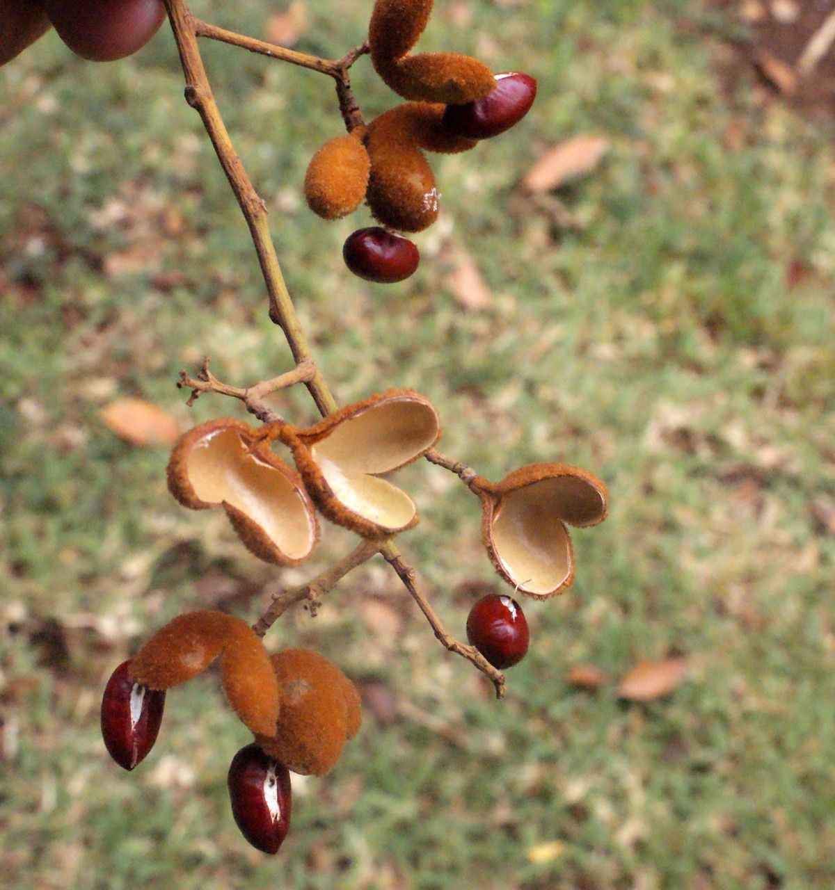 Schleichera oleosa fruit