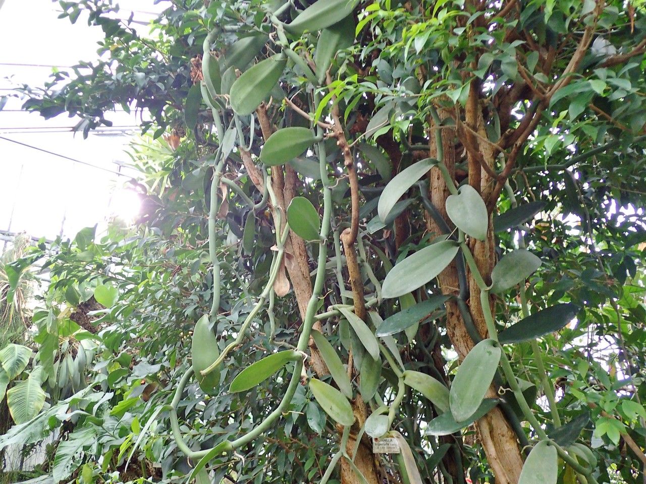 Vanilla imperialis habit