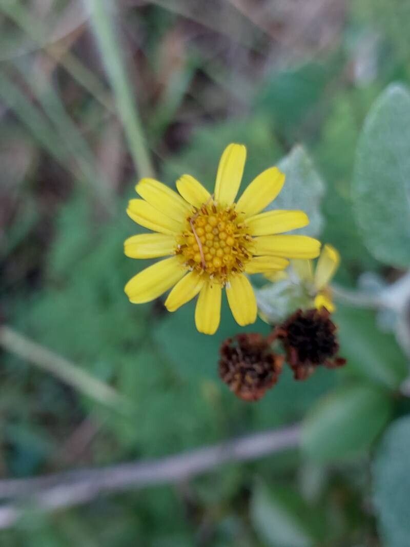 Senecio gossypinus flower