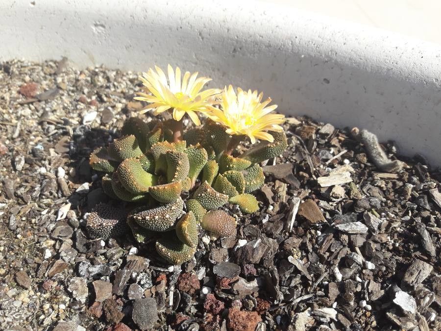 Aloinopsis luckhoffii