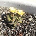 Aloinopsis luckhoffii