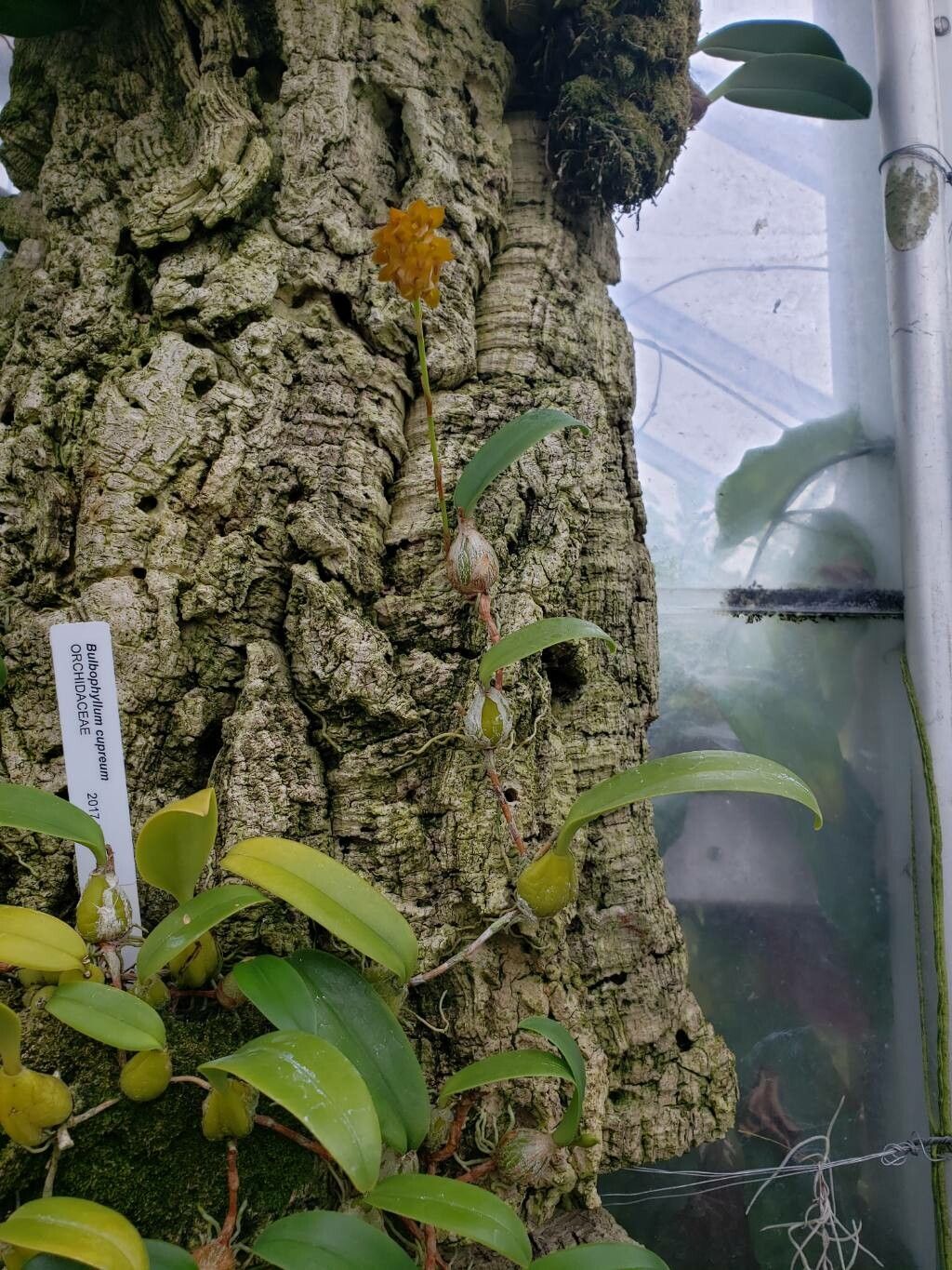 Bulbophyllum cupreum habit