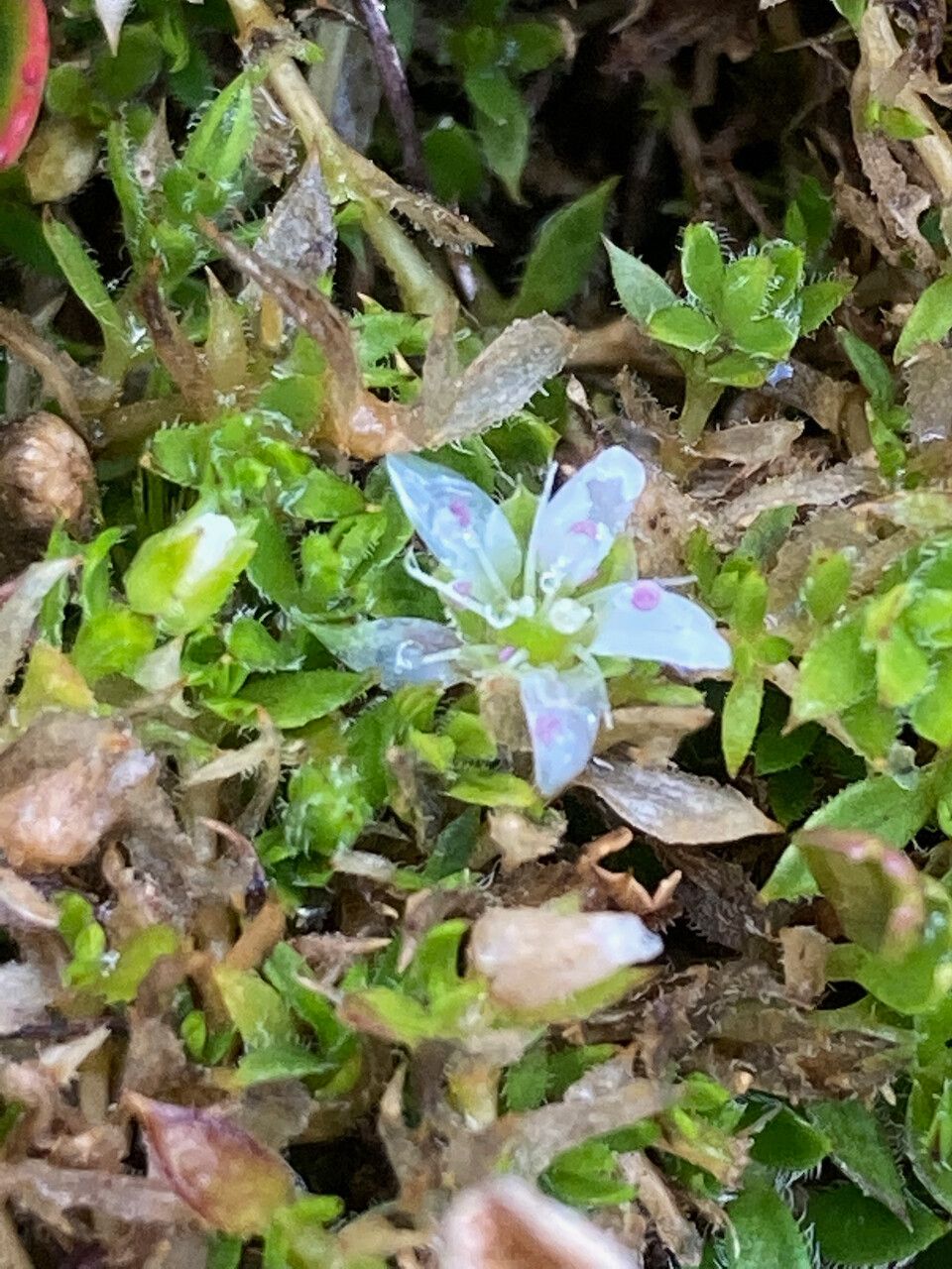 Arenaria digyna flower