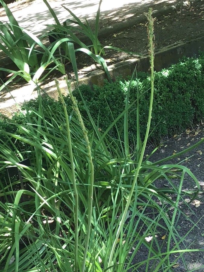 Kniphofia ensifolia fruit
