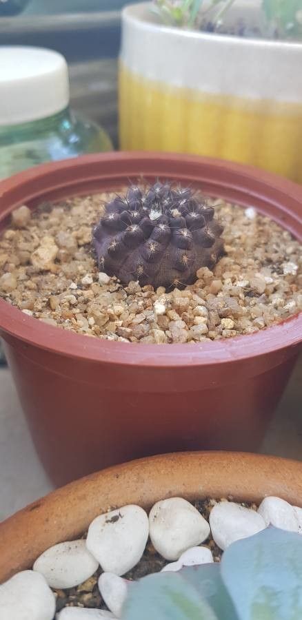 Eriosyce odieri leaf