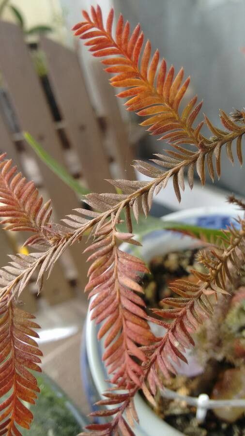 Dacrycarpus dacrydioides leaf