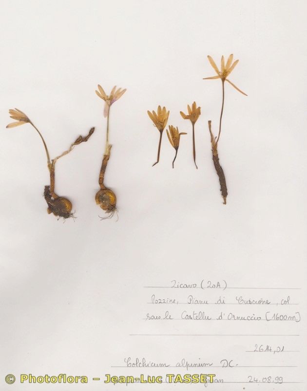 Colchicum nanum habit