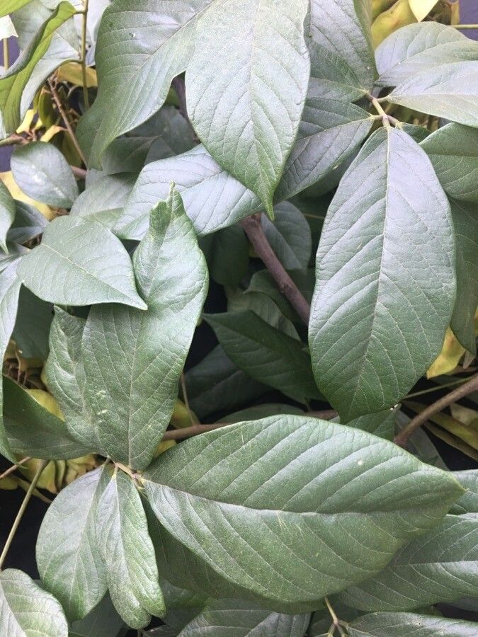 Lonchocarpus latifolius leaf