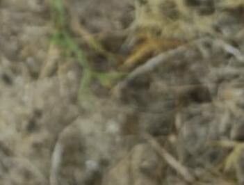 Gypsophila australis leaf