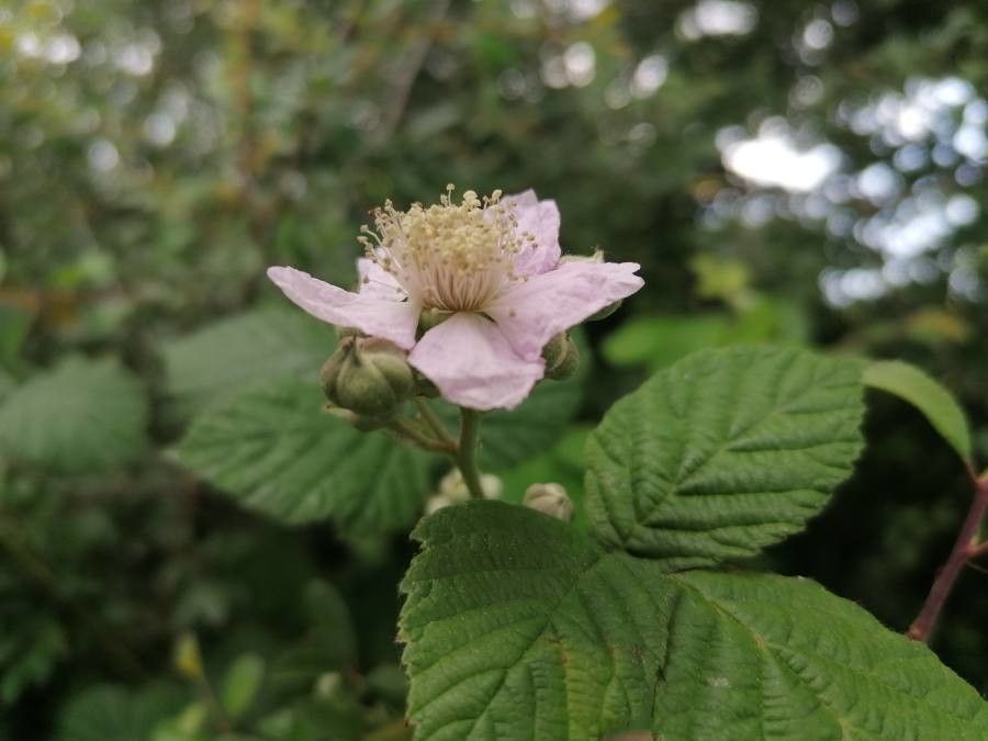 Rubus x uncinellus flower
