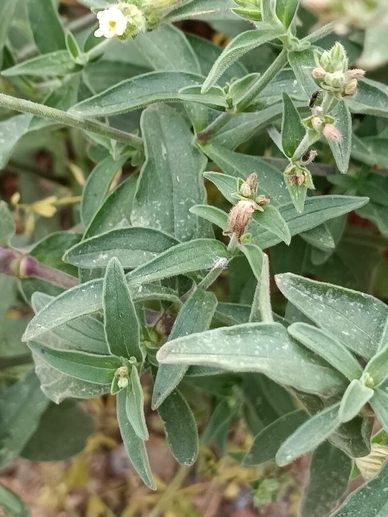 Silene dichotoma — search result for 'Caryophyllaceae'