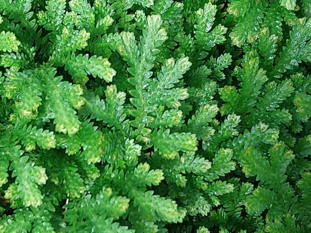 Selaginella diffusa leaf