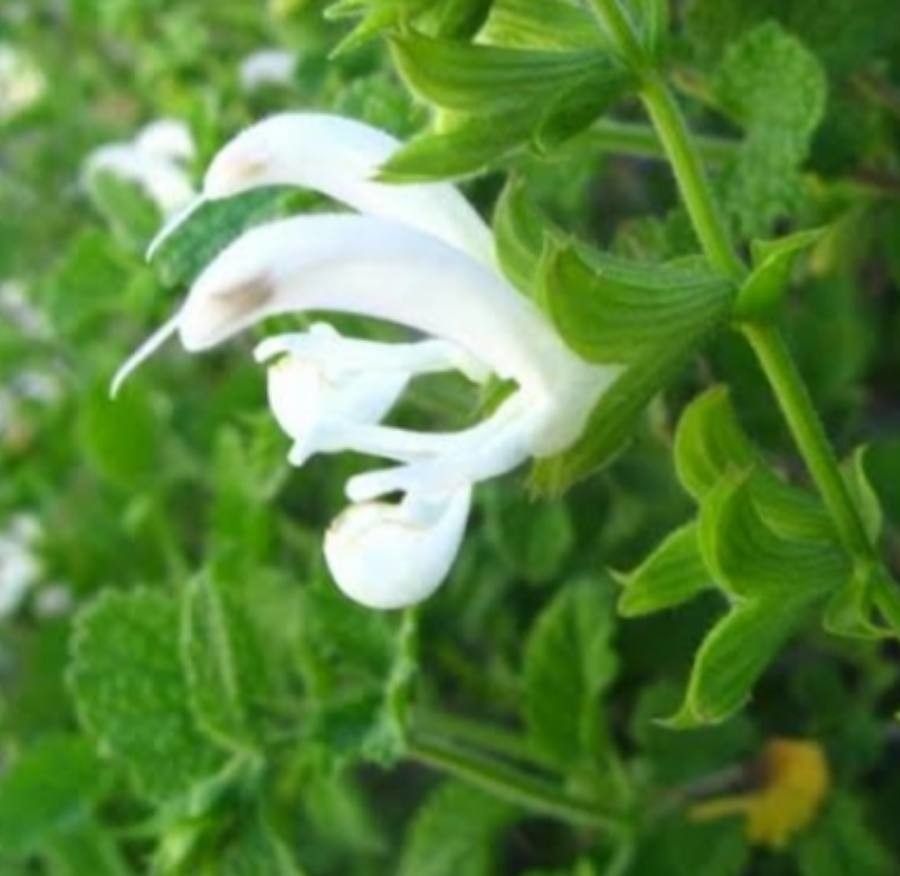 Salvia garipensis — houseplant care guide