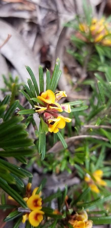 Pultenaea petiolaris flower