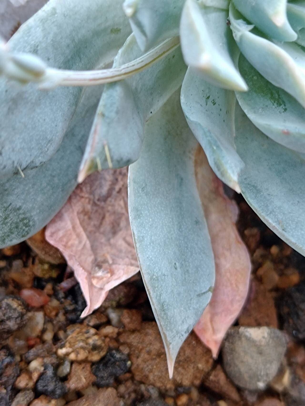 Sedum suaveolens leaf