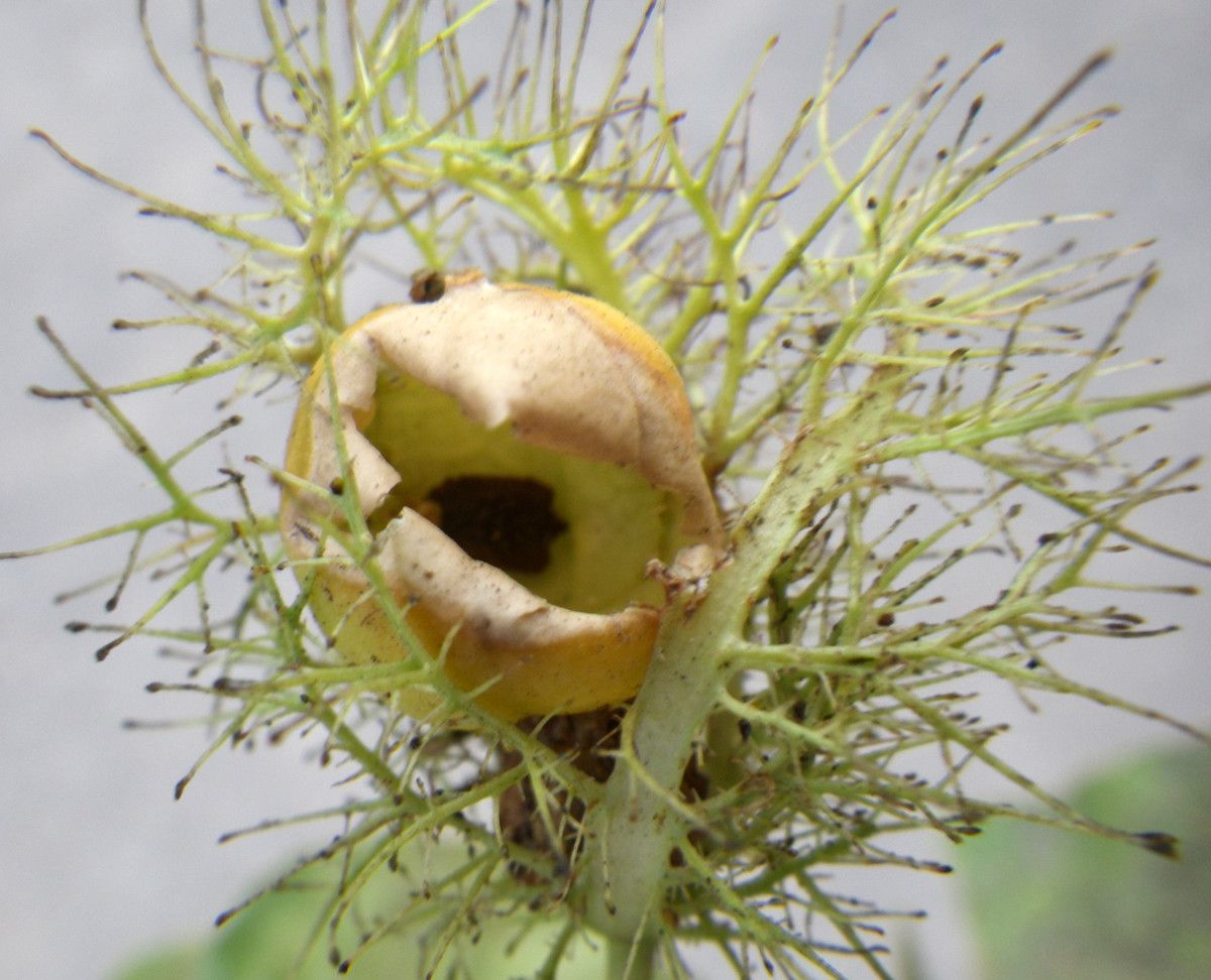 Eragrostis stolonifera — search result for 'Eragrostis'