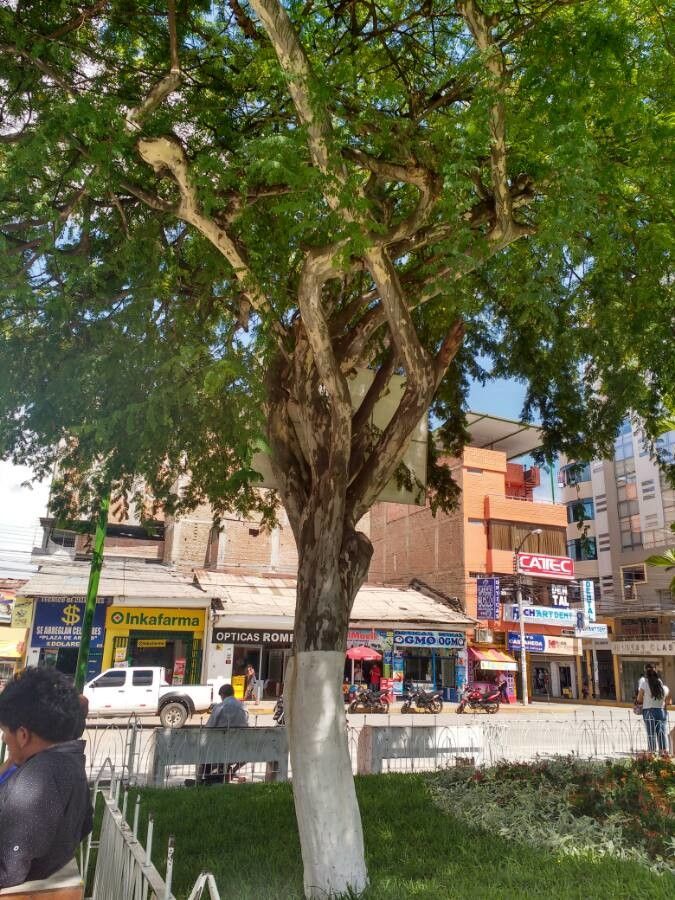 Caesalpinia paipai habit
