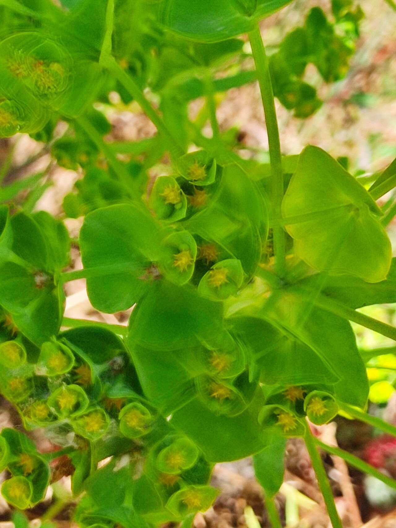Euphorbia pterococca leaf