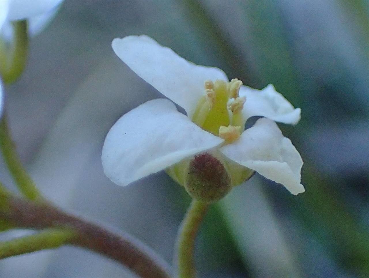 Hornungia alpina flower