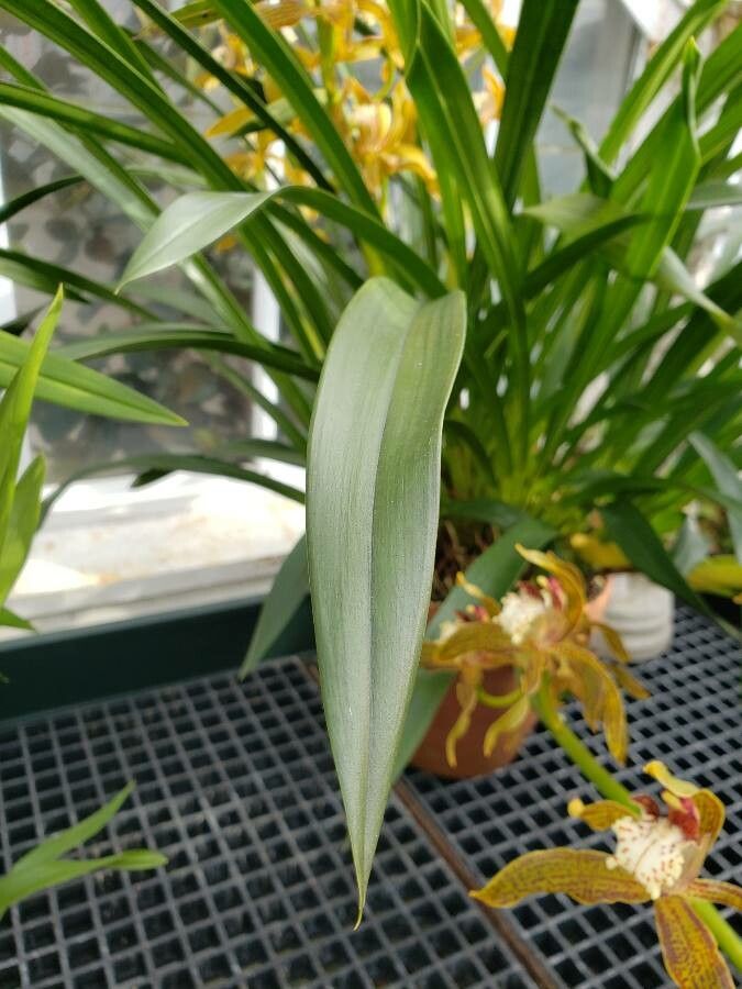 Cymbidium tracyanum leaf