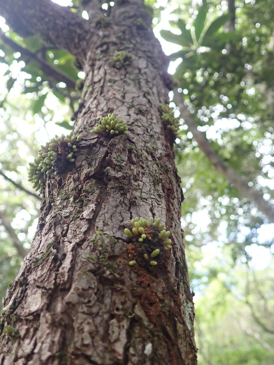 Ixora cauliflora bark