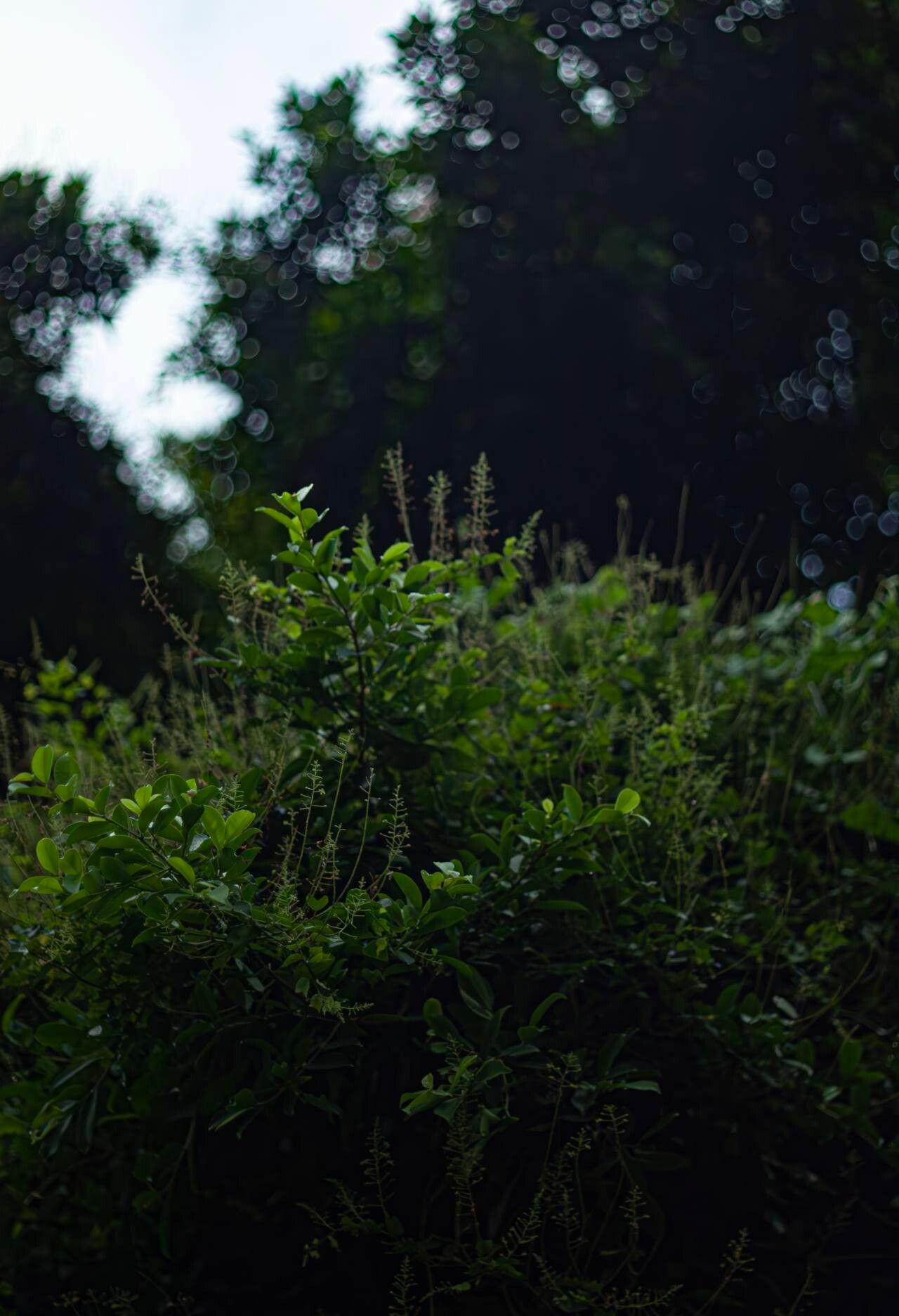 Phanera championii habit