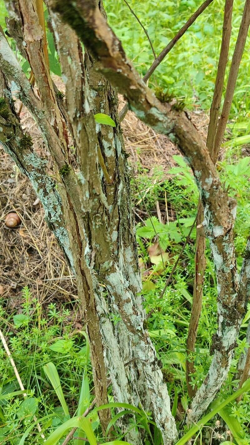 Deutzia longifolia bark