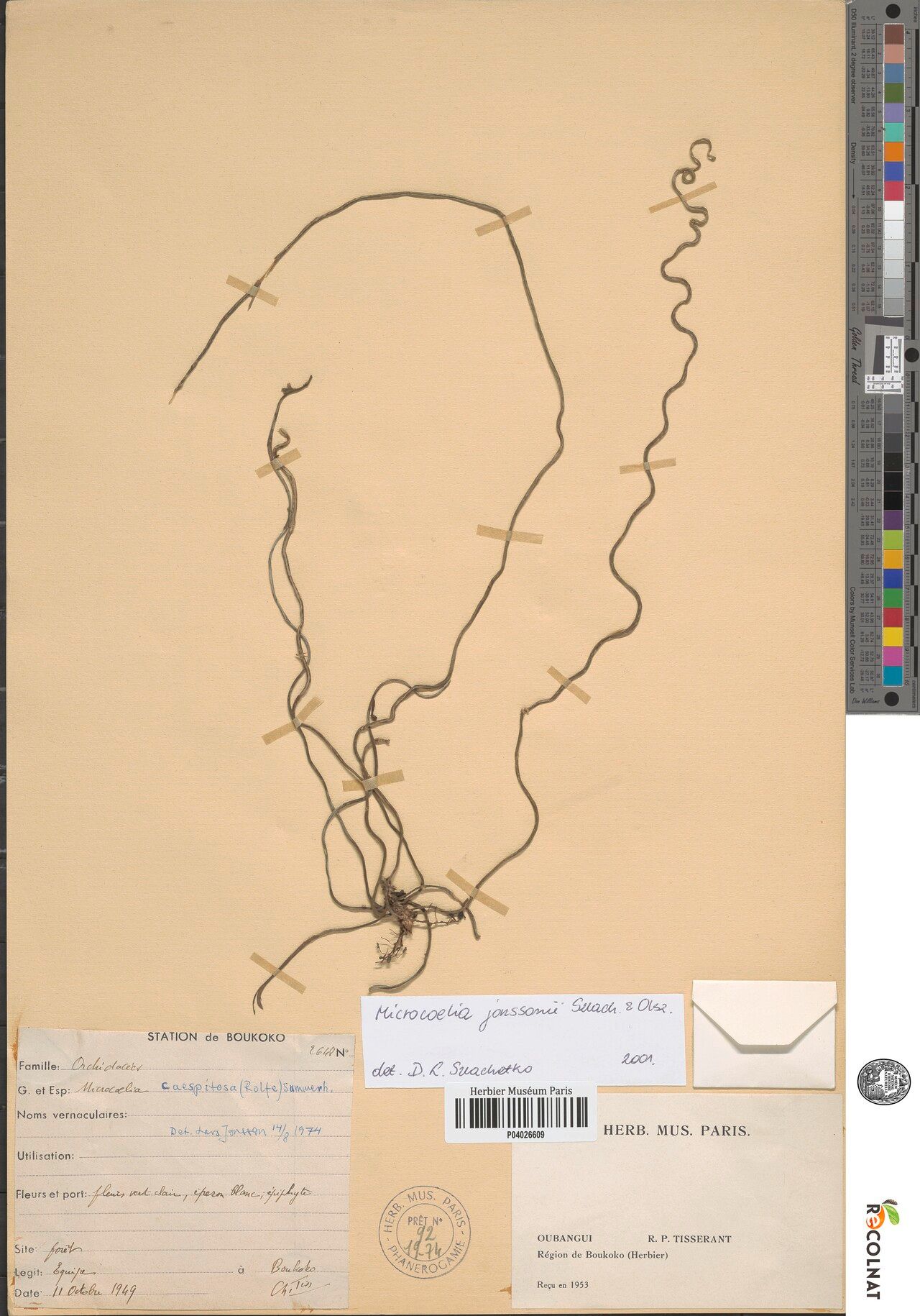 Microcoelia jonssonii — houseplant care guide