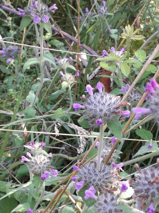 Clinopodium vulgare flower