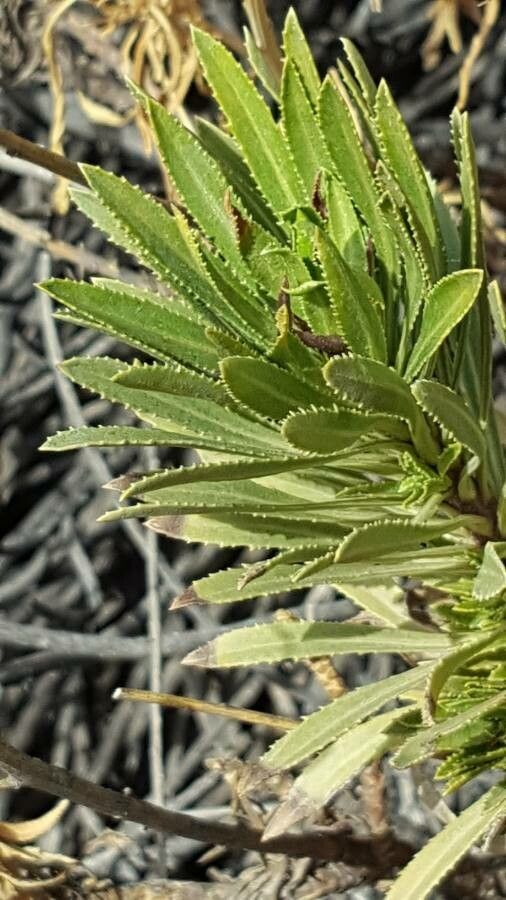 Cheirolophus teydis — houseplant care guide