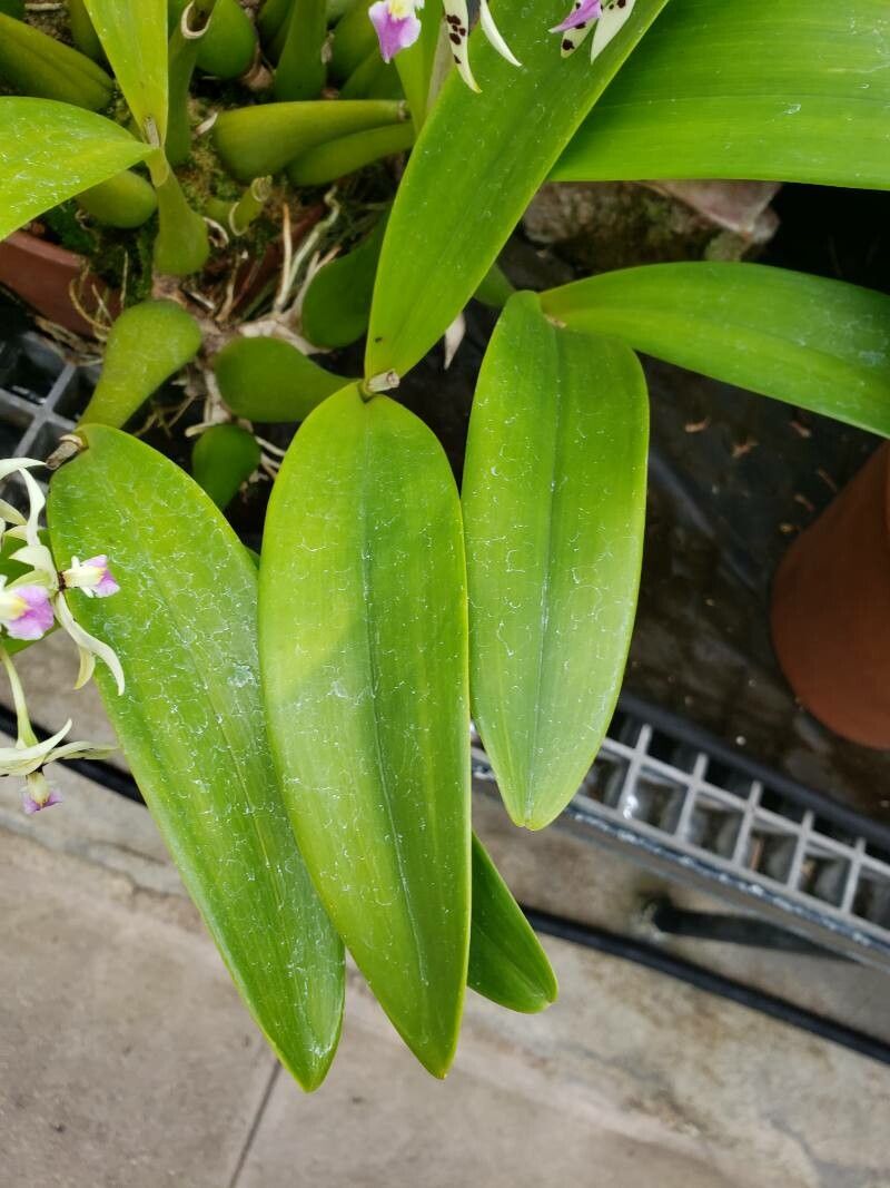 Prosthechea prismatocarpa — houseplant care guide