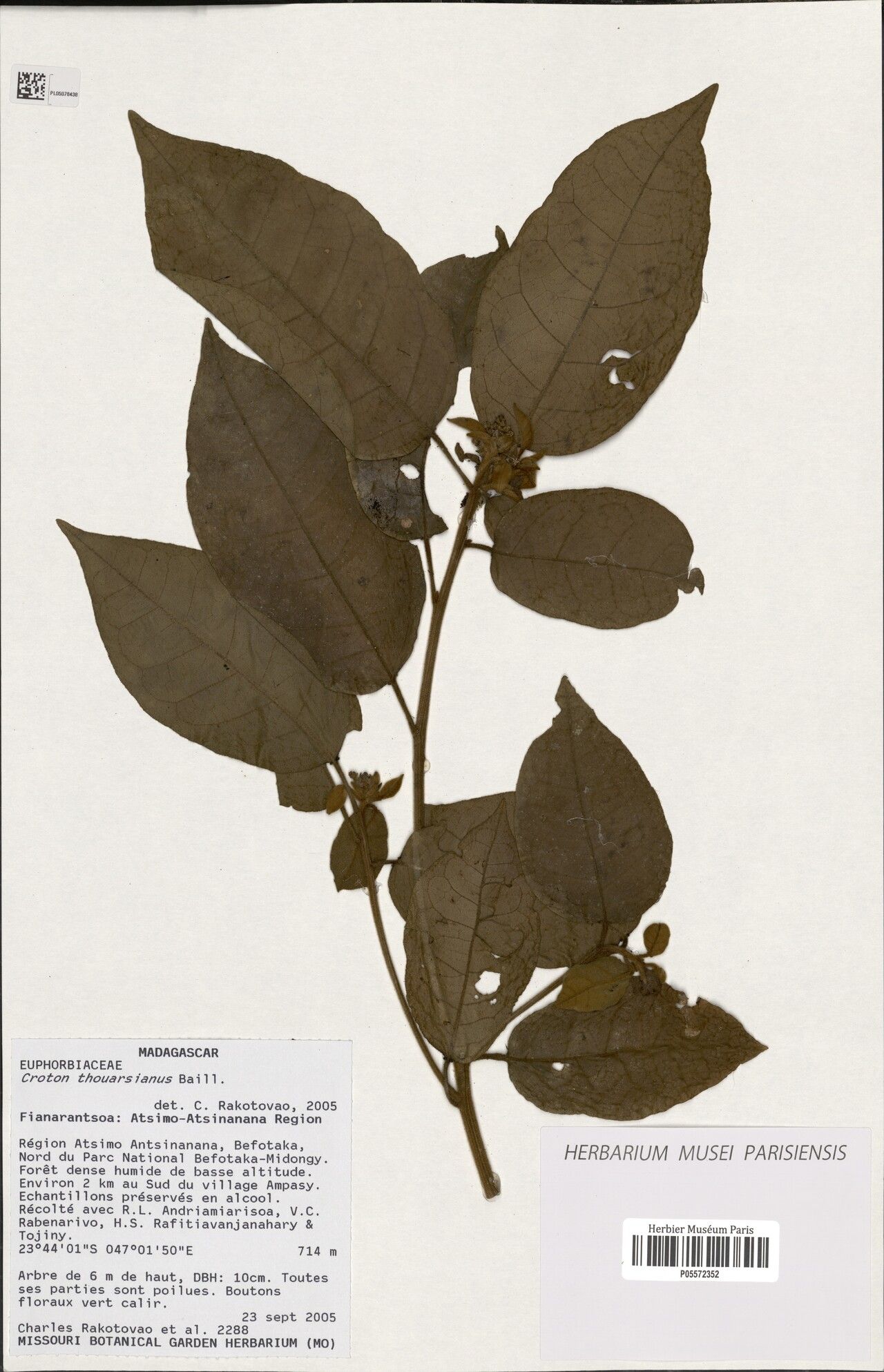 Croton thouarsianus — houseplant care guide