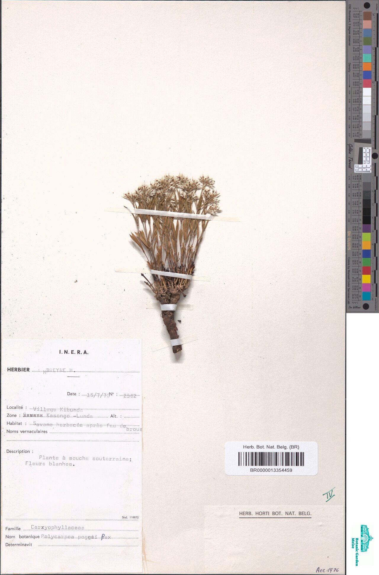 Polycarpaea poggei — houseplant care guide